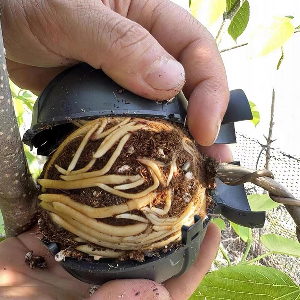 10 CM BALLS FOR ROOTING SEEDLINGS REPRODUCTION X10 Color black