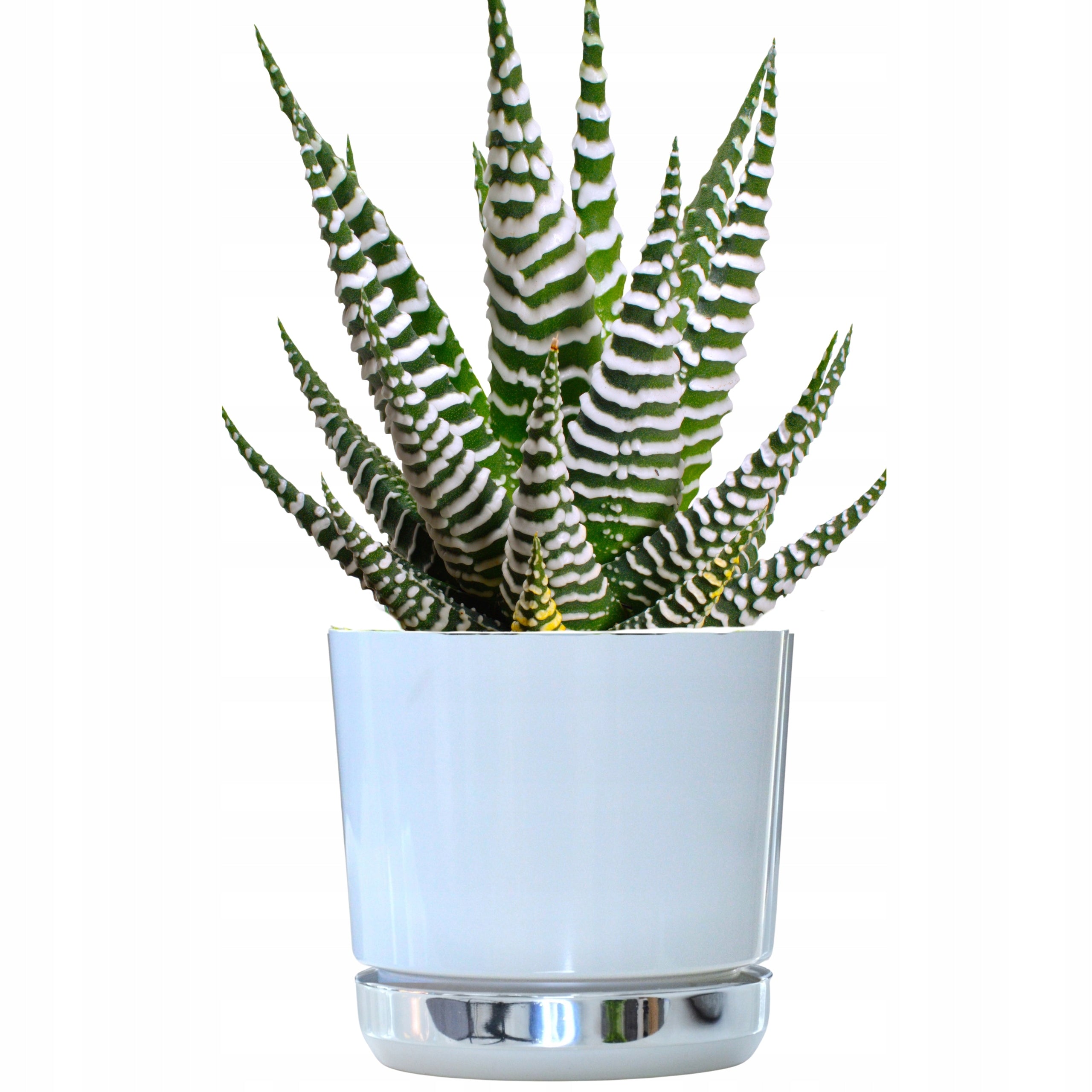 12 Flower pot DUO two-tone WHITE with stand mirror LAND OF ICE gloss