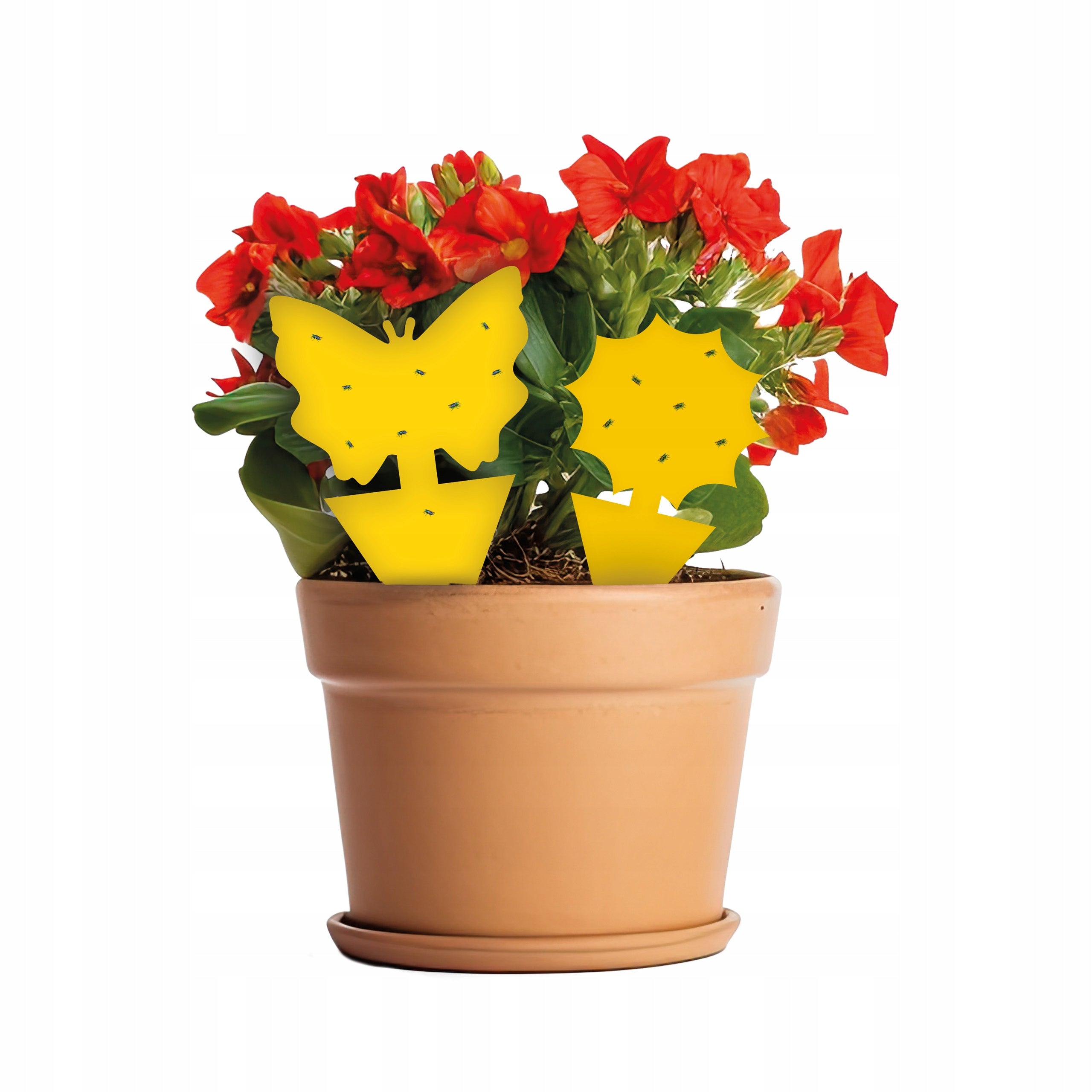 15x STICKY TRAP STICKY BUTTERFLY FOR POTS ON EARTH APHIDS Form Other