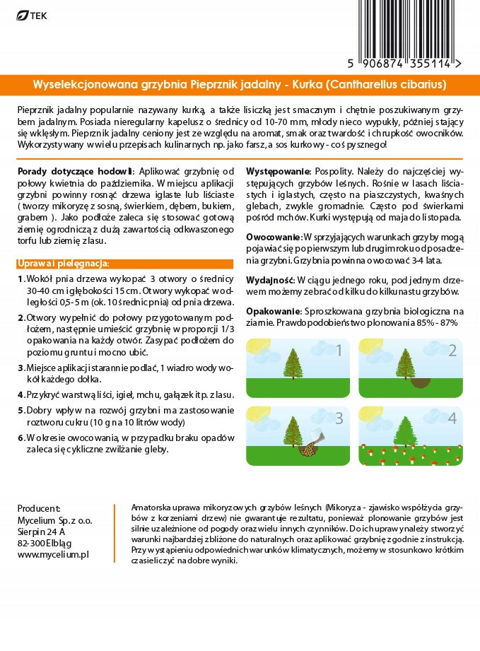 Miško grybų micelis, voveraitės (Cantharellus cibarius)