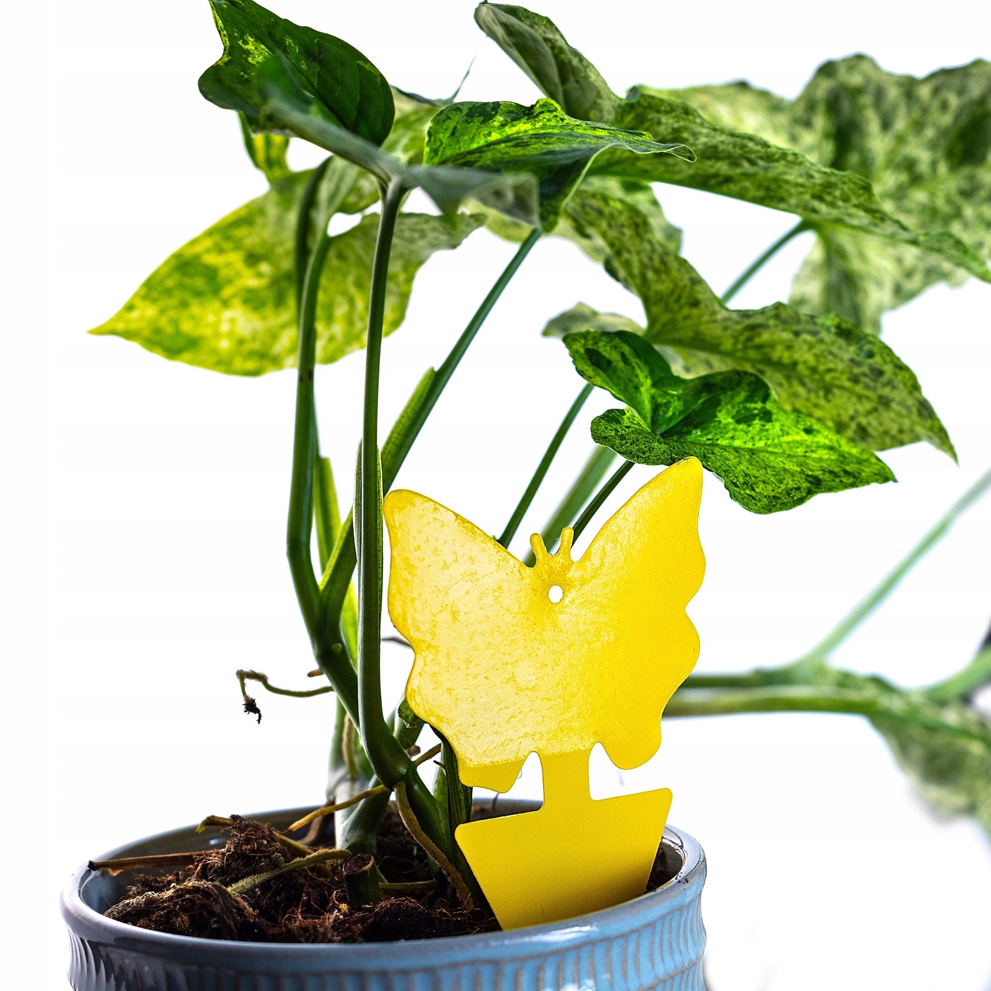 25 PCS YELLOW INSECT STICK APHIDS EARTHWORMS BOW TIES STICKS FOR POTS GLUE Purpose insecticidal, against insects