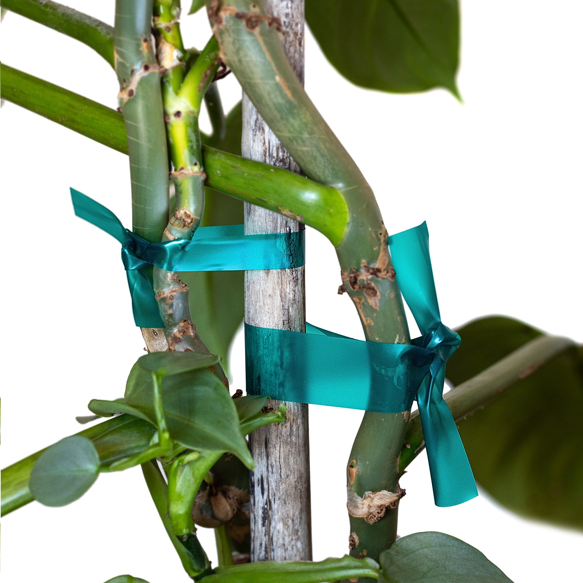 2pcs TAPE 40m 60m FOR TYING PLANTS TREE BUSHES GARDENING STRONG Product weight with unit packaging 0.37 kg