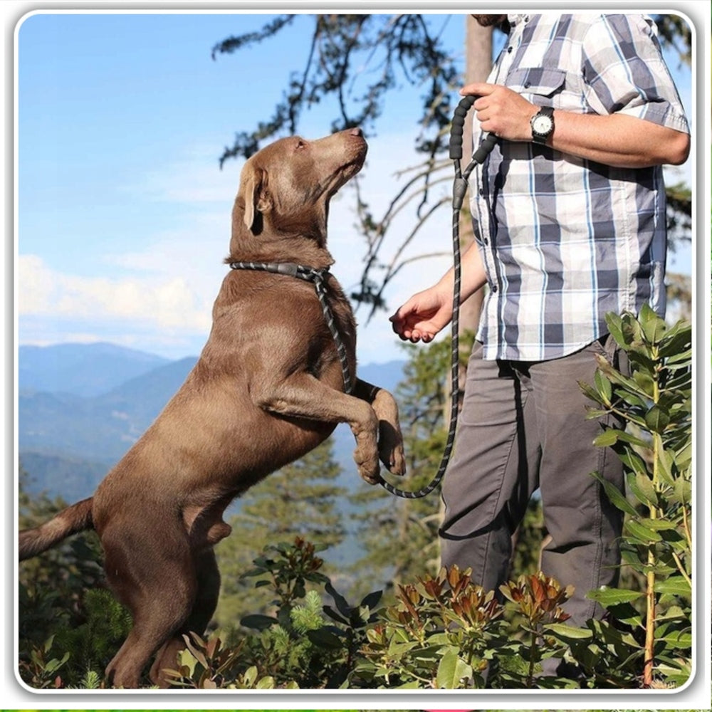 3M DOG LEASH REFLECTIVE EXTRA LONG STRONG TRAINING THICK DURABLE Kind training rope