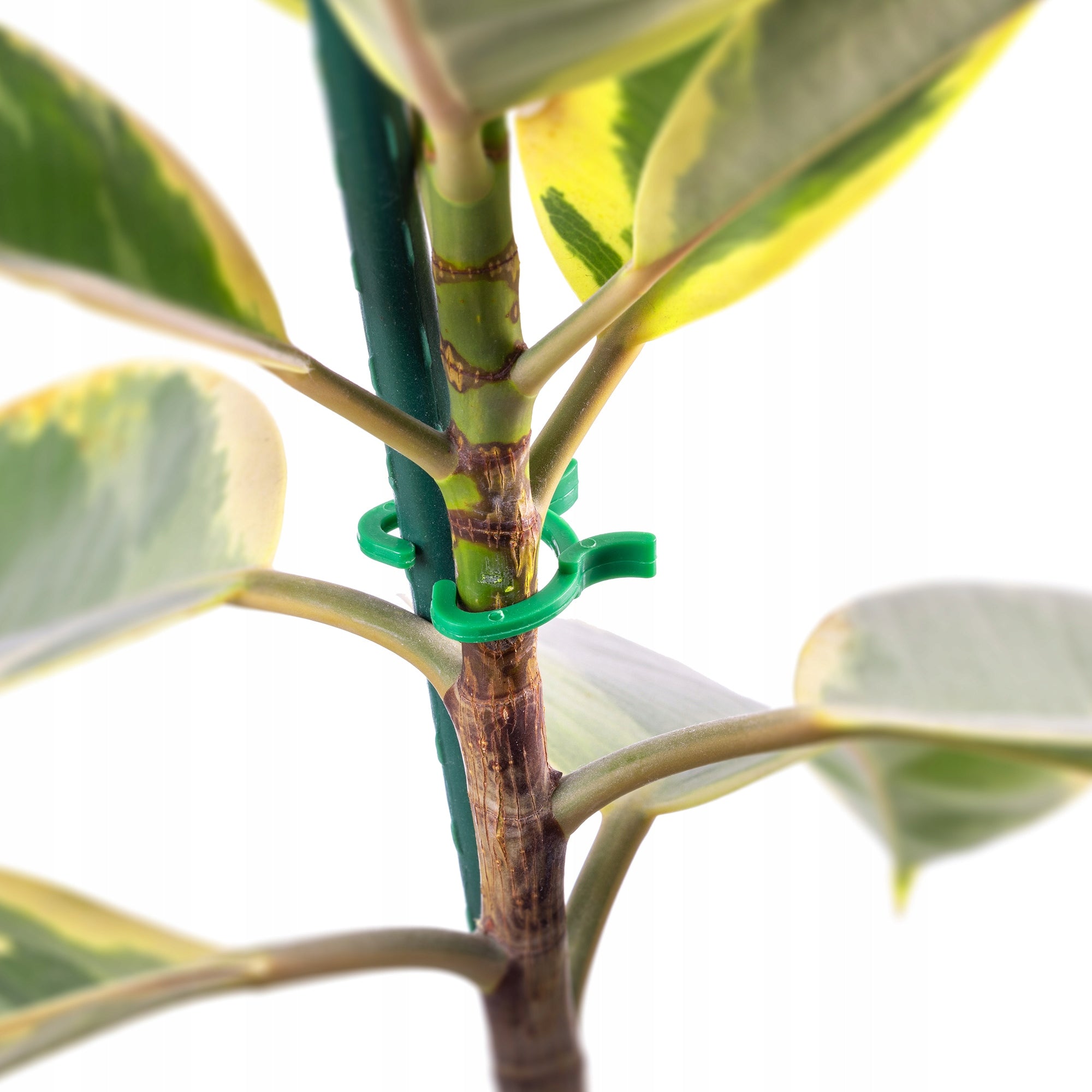 45 PCS CLIPS CLASP FOR TOMATO PLANTS BEAN SHOOTS BEANS CLIPS Product height 3.4 cm
