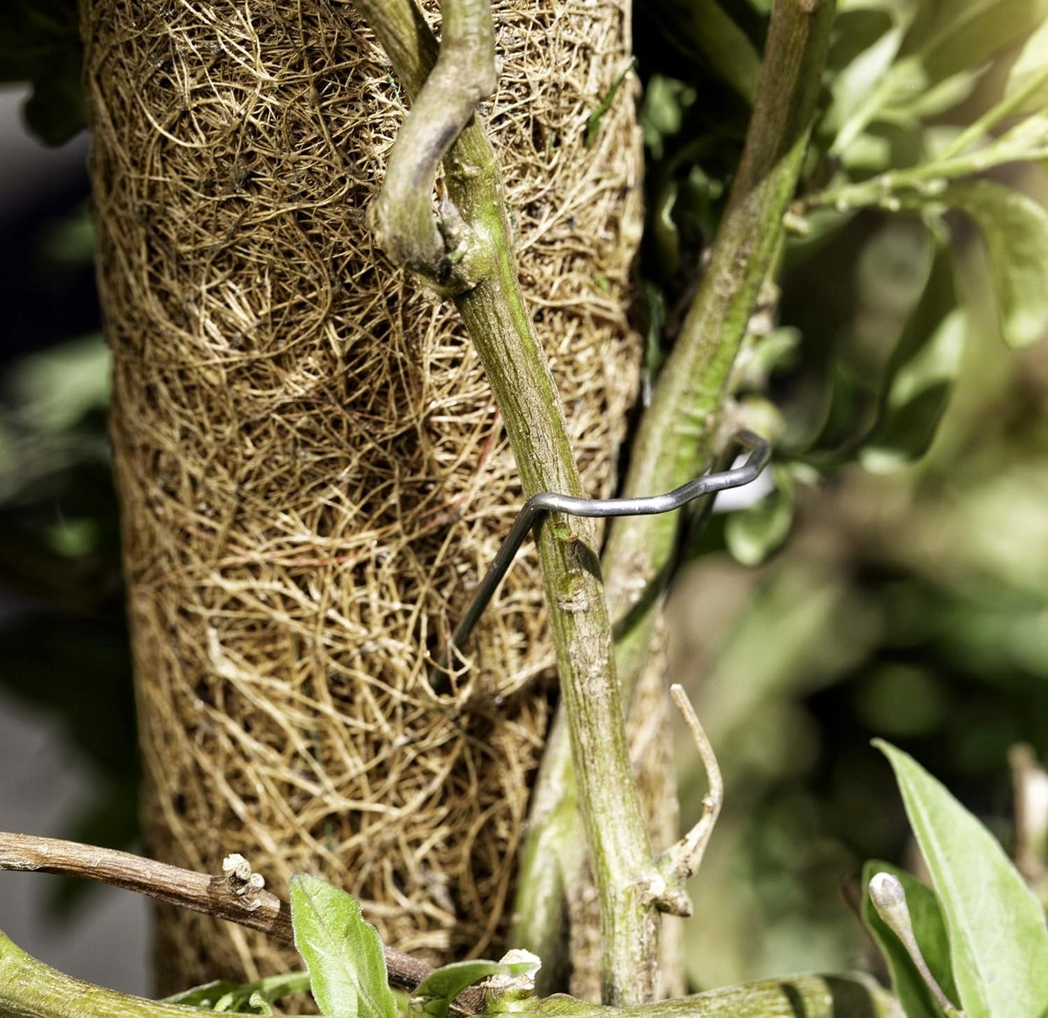50X HOOKS CLIPS FOR FIXING PLANTS FLOWERS ROOTS ON TREE TRUNKS Manufacturer code PALIKACH