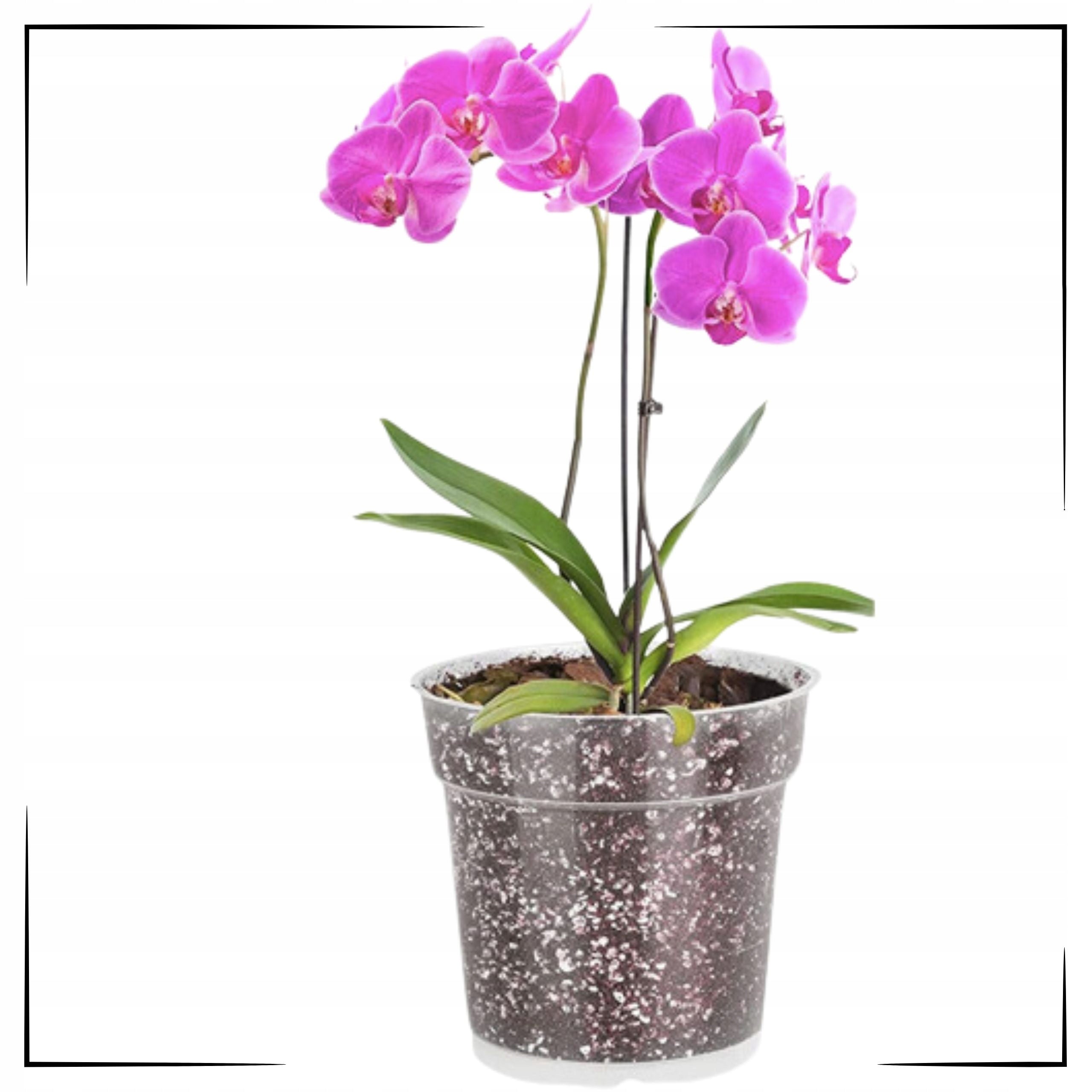 5x Transparent Manufacturing Flower Pot 11,5 cm For Flower Plant Orchids Color clear