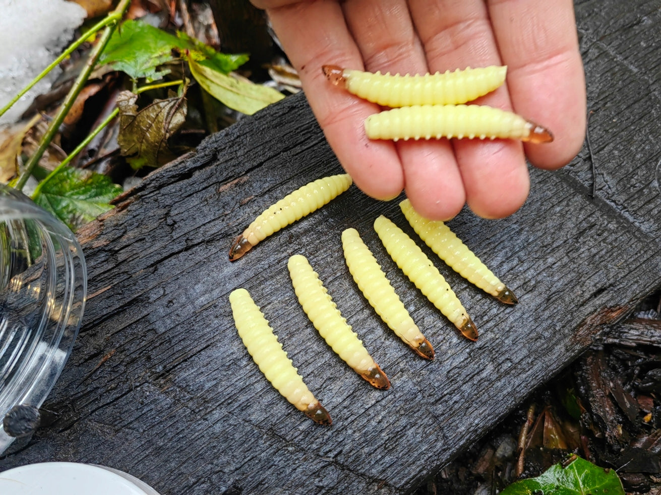 8 pcs Magic Baits Salo Larva 45 mm - 1,7 gr. killer for Trout Area Trouts For grass carps ides chubs graylings perches trouts zanders pikes
