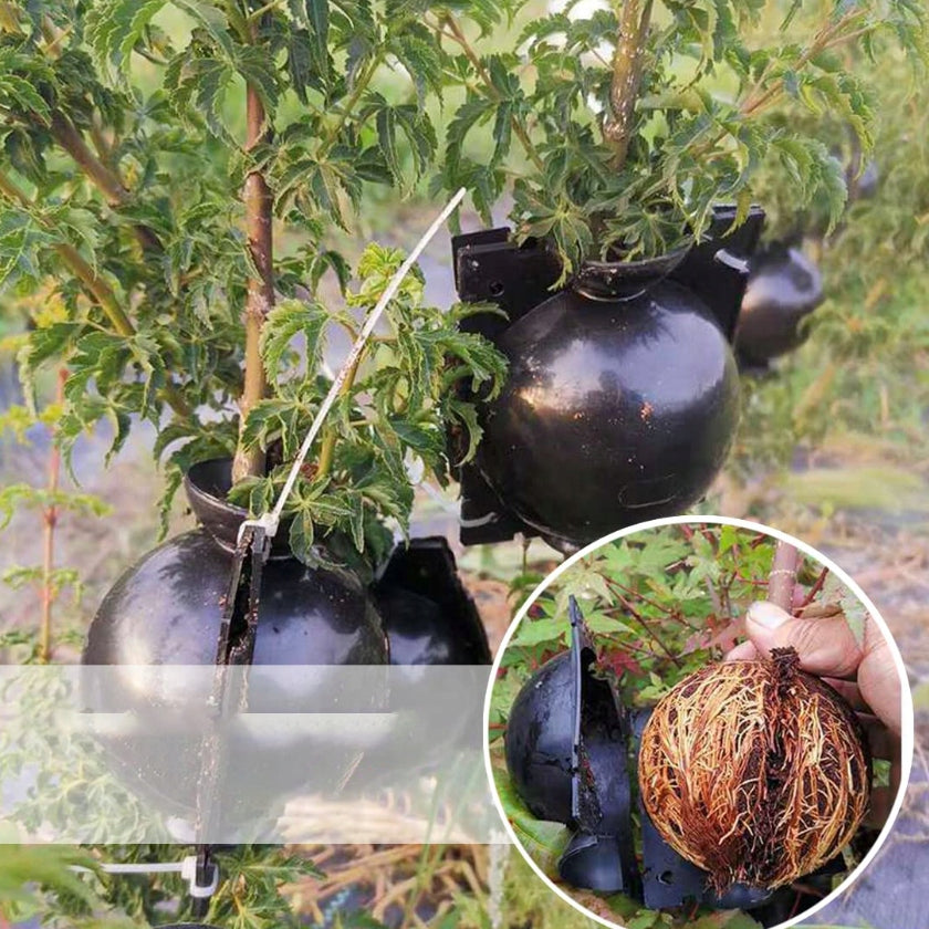 8CM ROOTING BALLS SEEDLINGS PROPAGATION SEEDLINGS BALL DEPOSITS 10PCS Material synthetic material