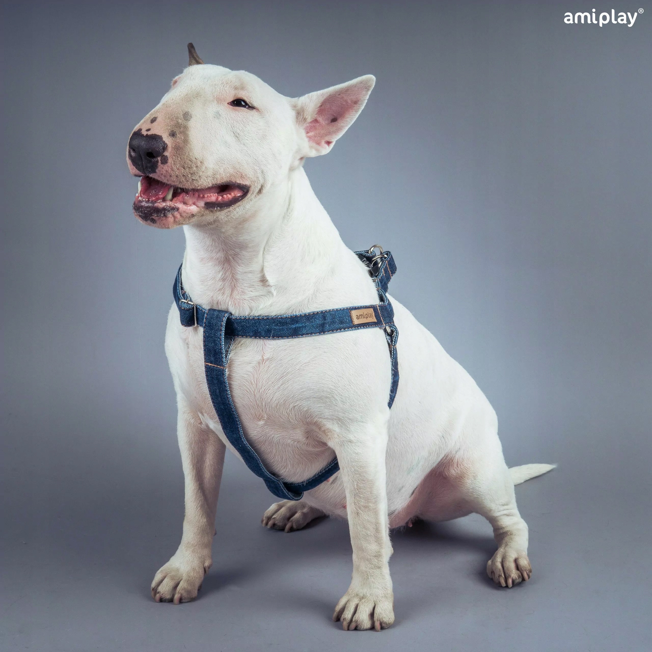 ADJUSTABLE HARNESS AMIPLAY DENIM L BLUE FOR DOG Brand Amiplay