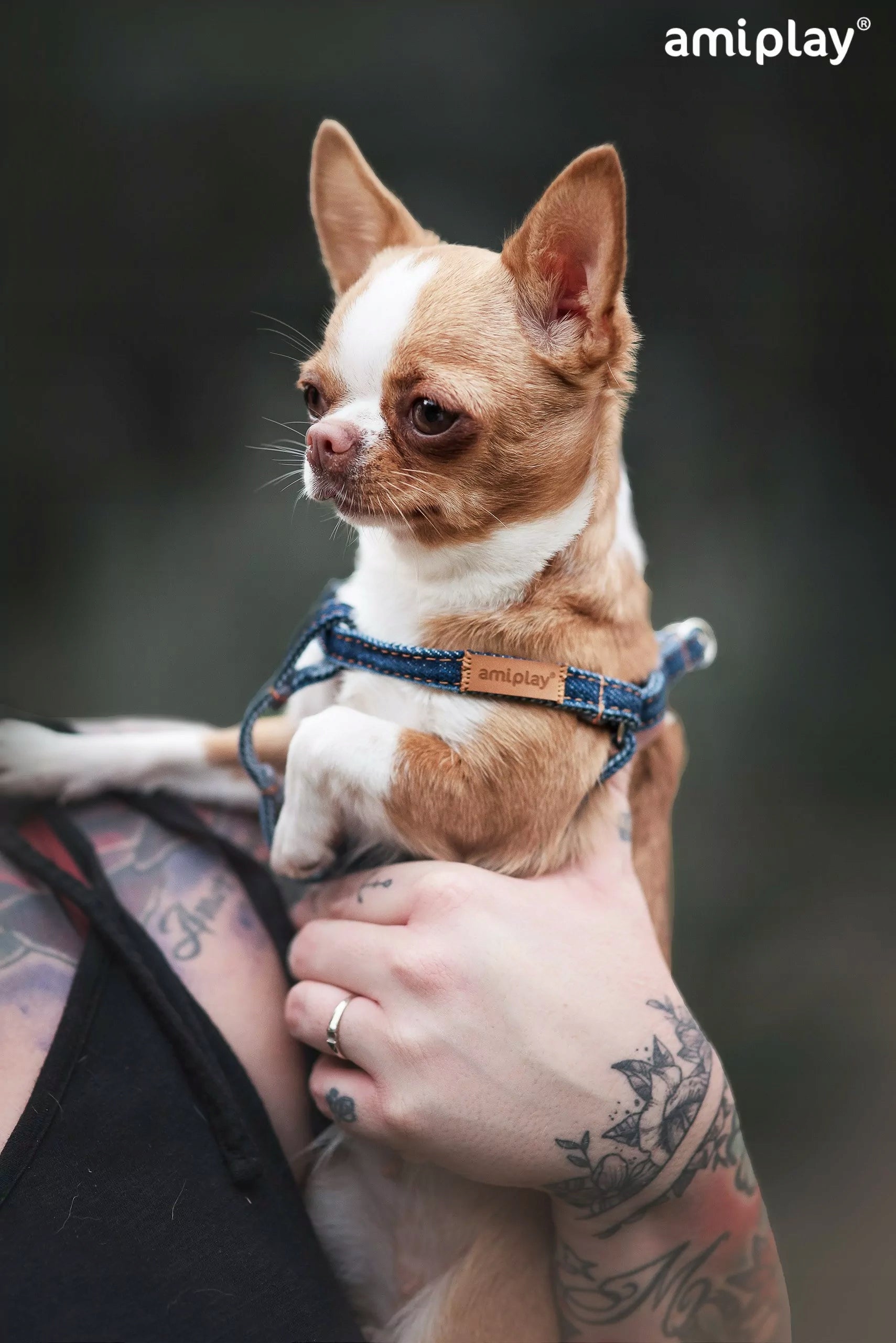 ADJUSTABLE HARNESS AMIPLAY DENIM L BLUE FOR DOG Size L