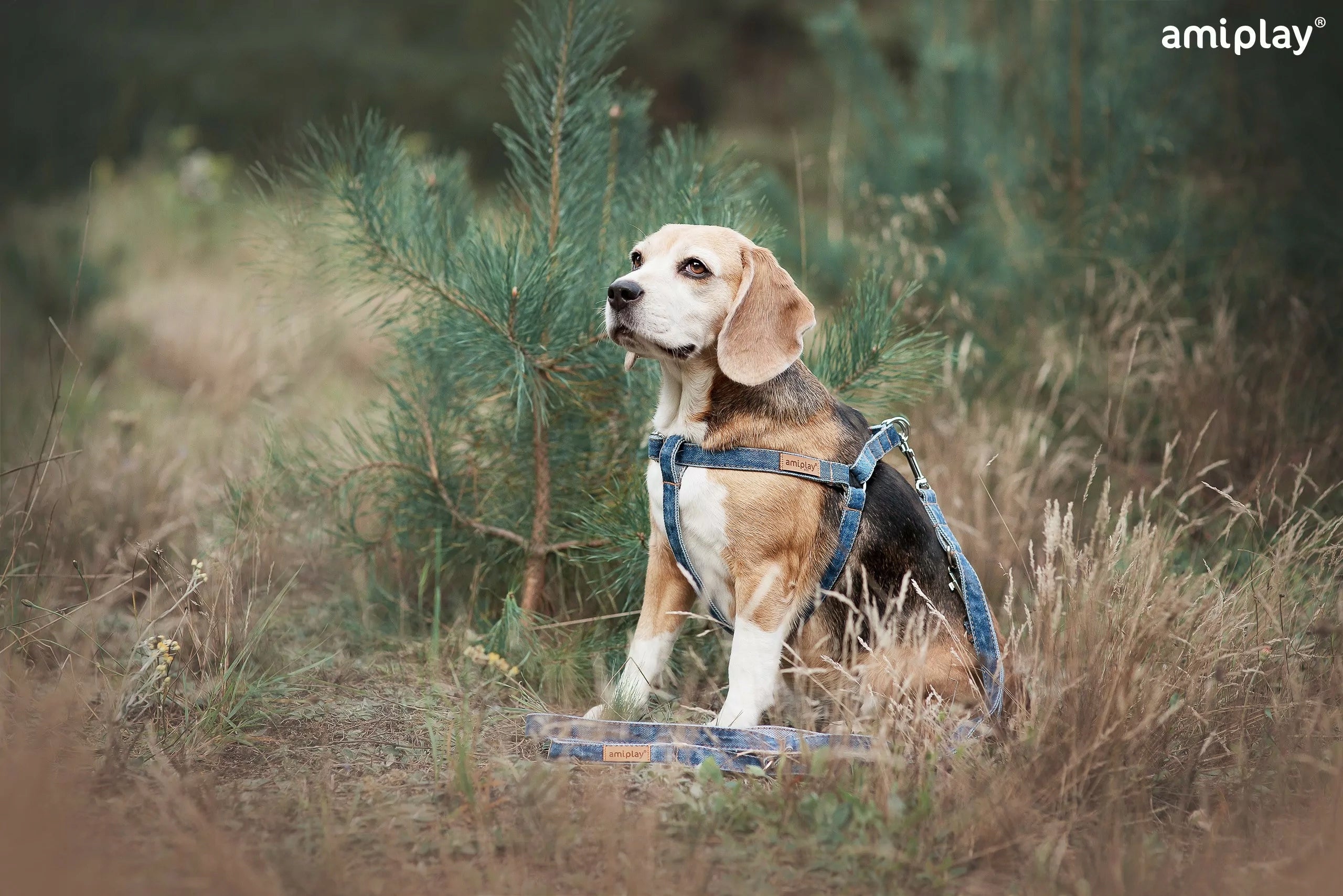 ADJUSTABLE HARNESS AMIPLAY DENIM L BLUE FOR DOG Trade name Szelki Step-in Denim L