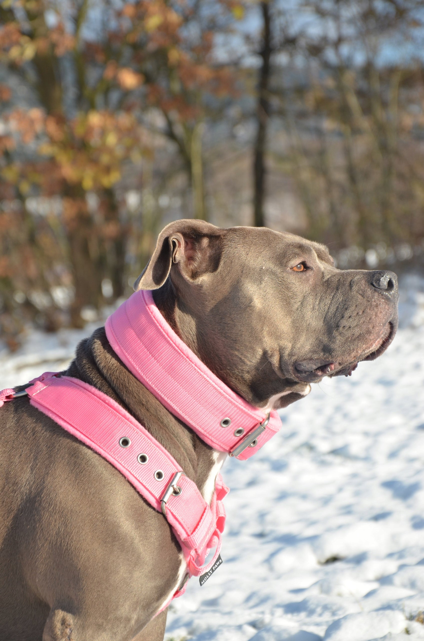 ADJUSTABLE HARNESS WITH FLEECE GUARD FOR BIG DOG ANY SIZE COLORS EAN (GTIN) 5907291875124