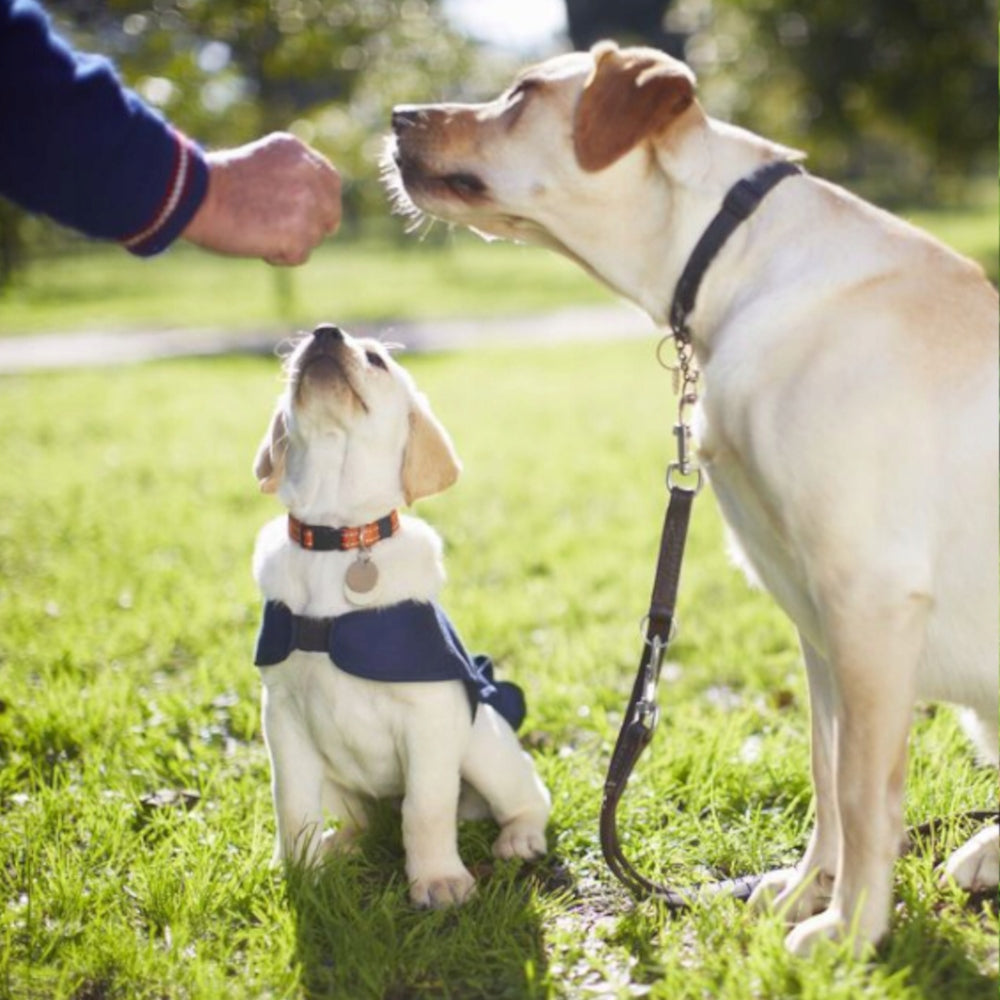 ADJUSTABLE LEASH FOR DOG WALKING RUNNING 5M DOUBLE STRONG Brand no brand