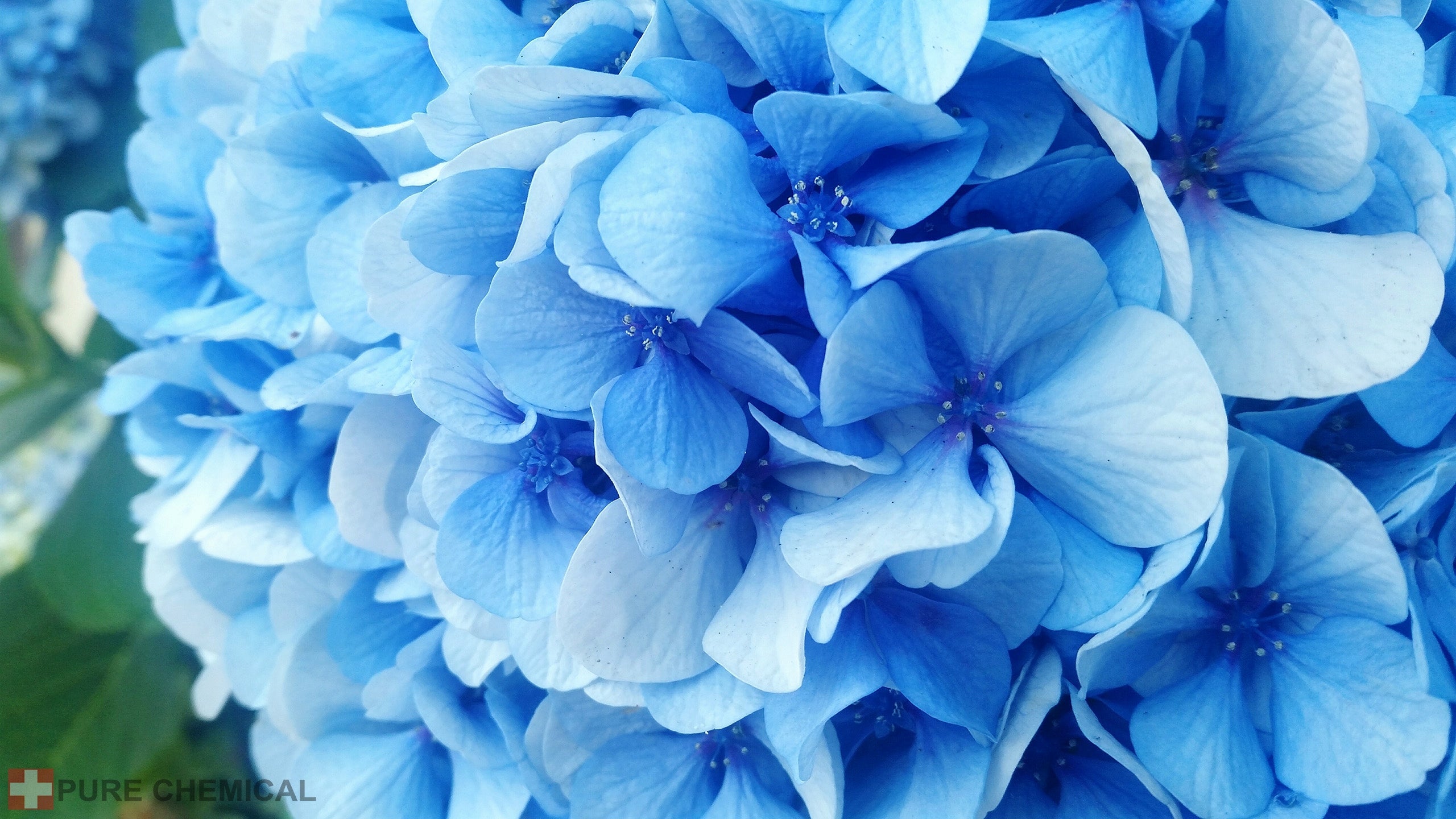 ALUMINIUM SULFATE PURE BLUE HYDRANGEA LOWERS pH 1kg Purpose for acid-loving plants
