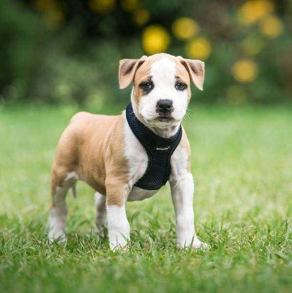 AMIPLAY Dog Harness Chihuahua York Pressure-Free Breathable XS Grey Trade name Szelki Scout Air
