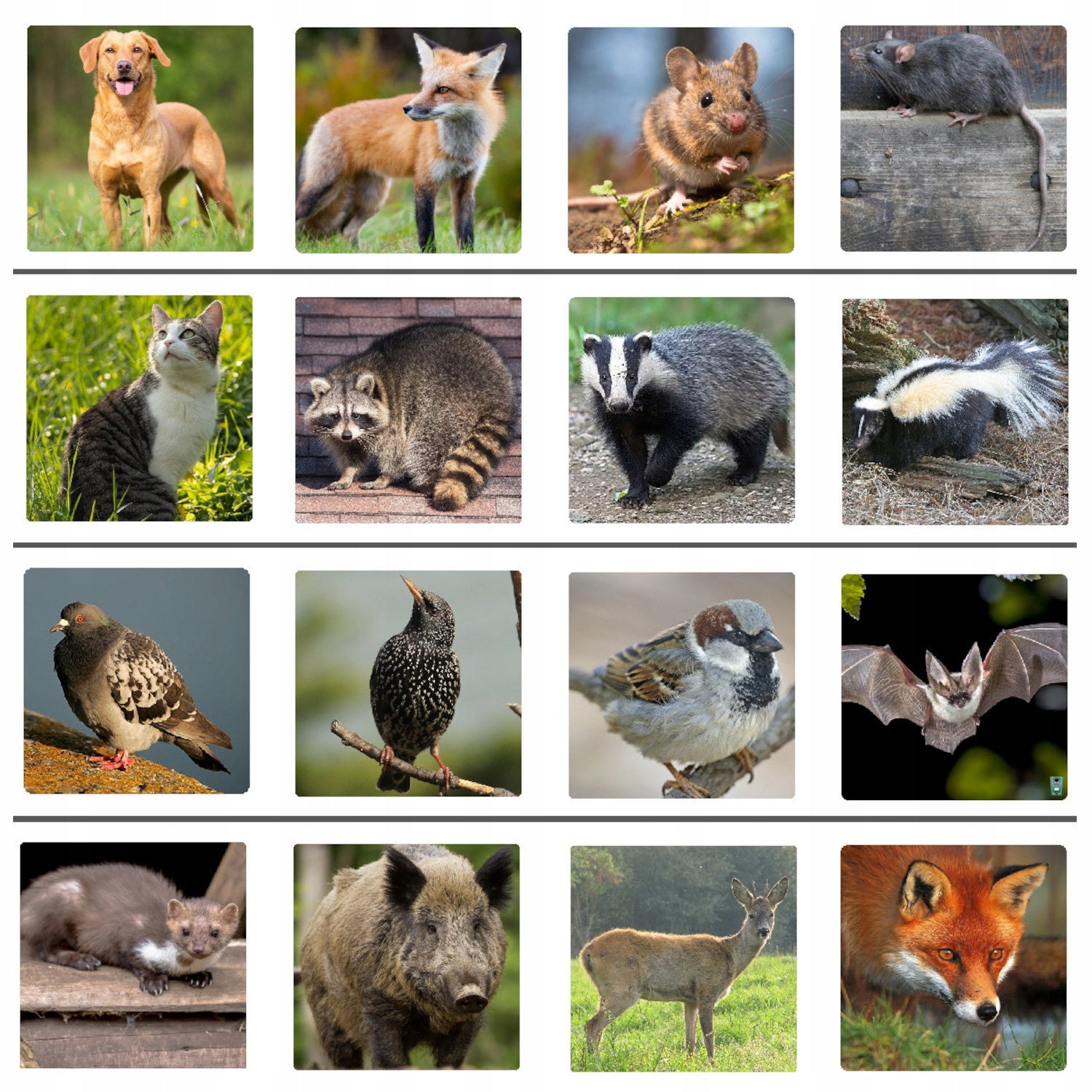 ANIMAL REPELLENT CATS WILD BOAR SAREN BIRDS ETC + MOTION Locator Use Against cats martens mice dogs birds wild animals