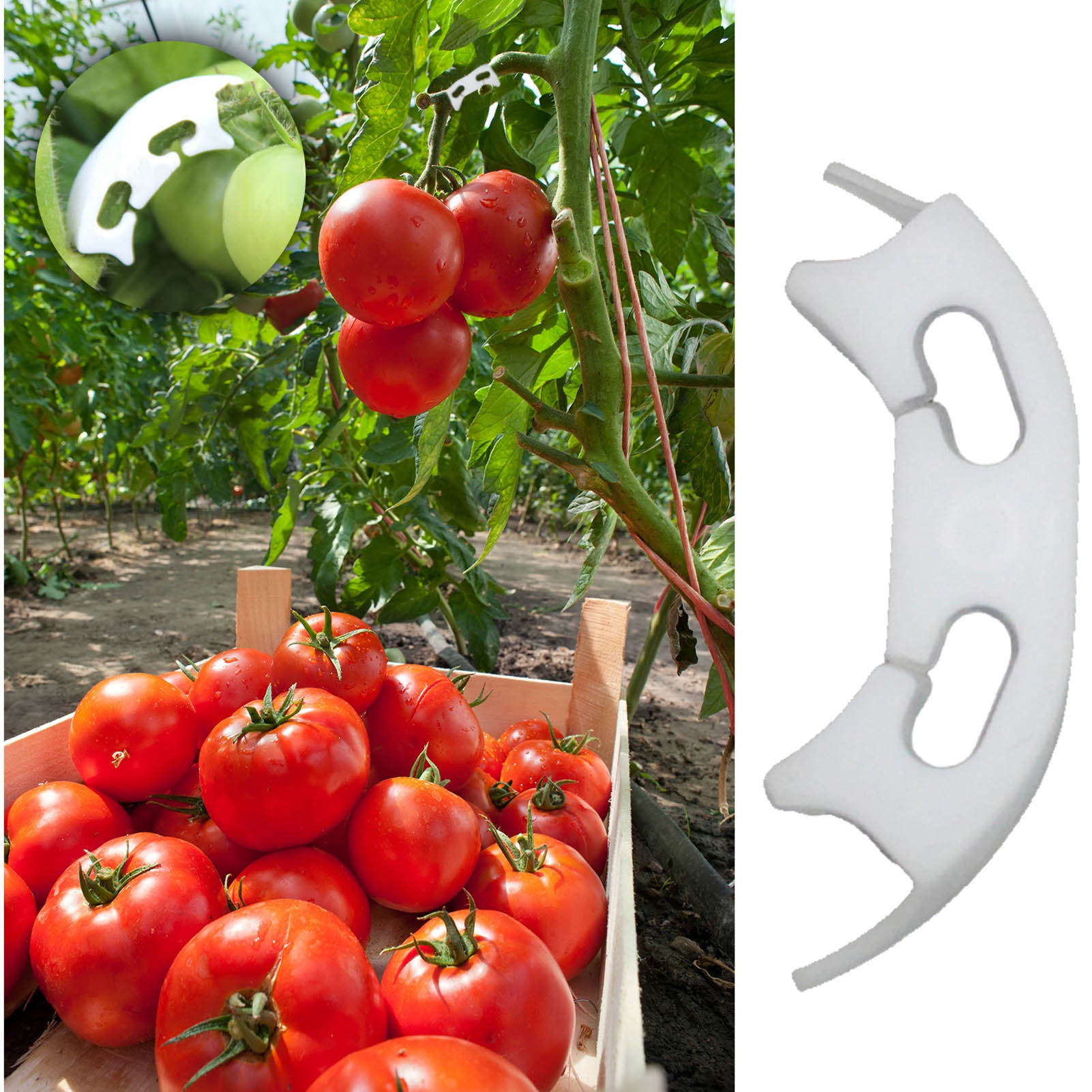 ARCHES FOR SUPPORTING TOMATO GRAPES 100 PCS Brand no brand
