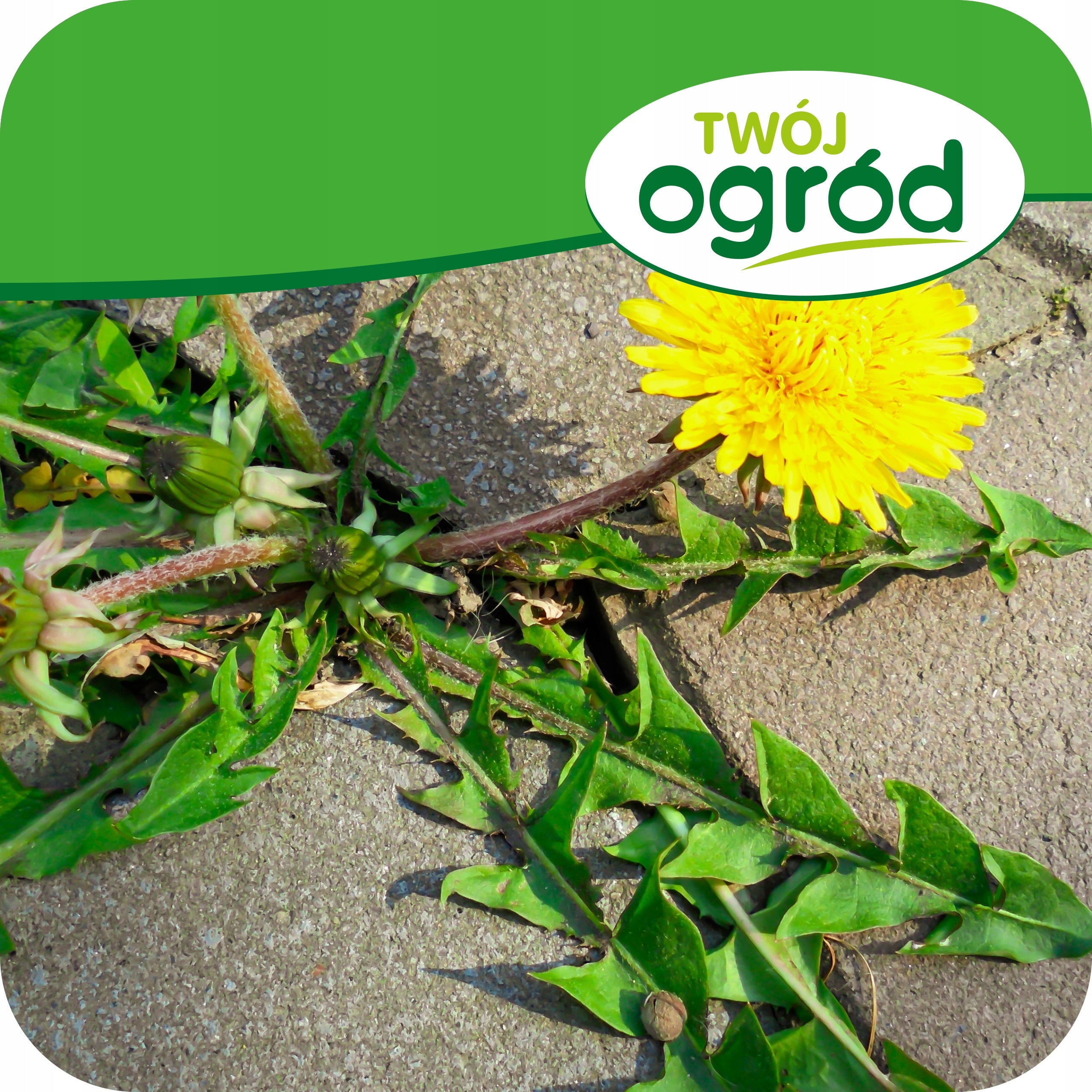 AVANS RTU WEED KILLER 1L FOR WEEDS FIGHTS AGAINST ROOTS Manufacturer Twój Ogród