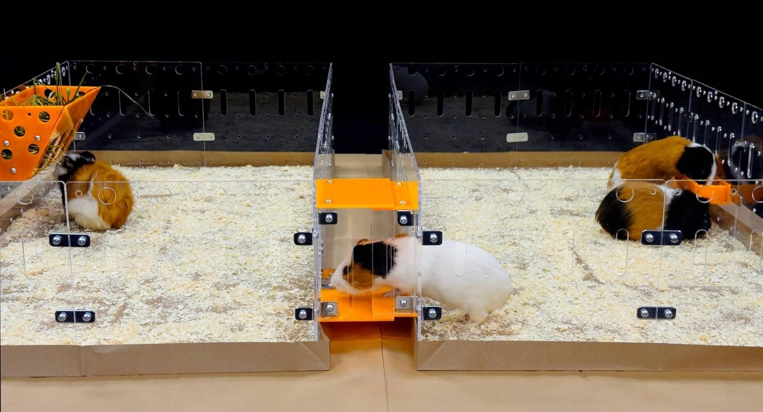Acrylic cage 122x61cm for guinea pigs, rabbits and small animals Product height 24.3 cm