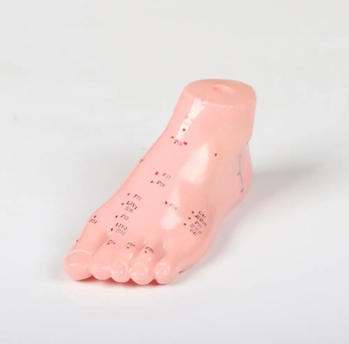 Acupuncture model foot 15 cm Manufacturer code 13330576