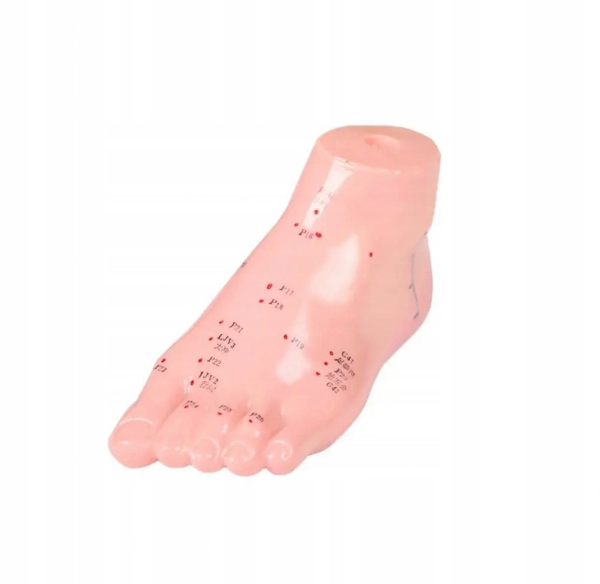 Acupuncture model foot 15 cm