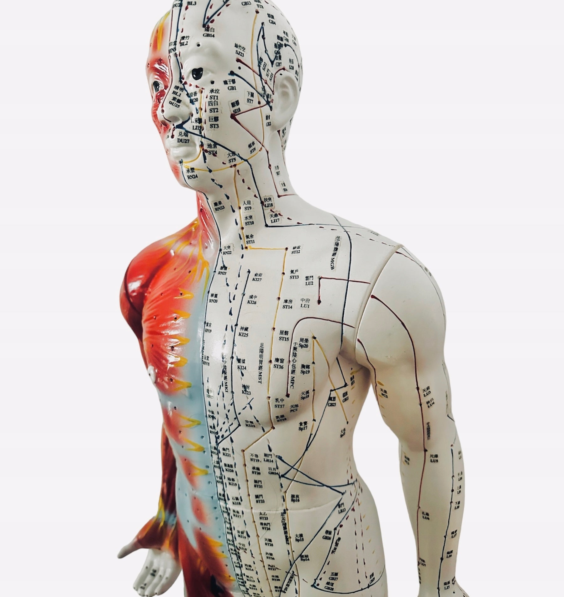 Acupuncture model with muscles 84 cm Manufacturer code OKUKY15