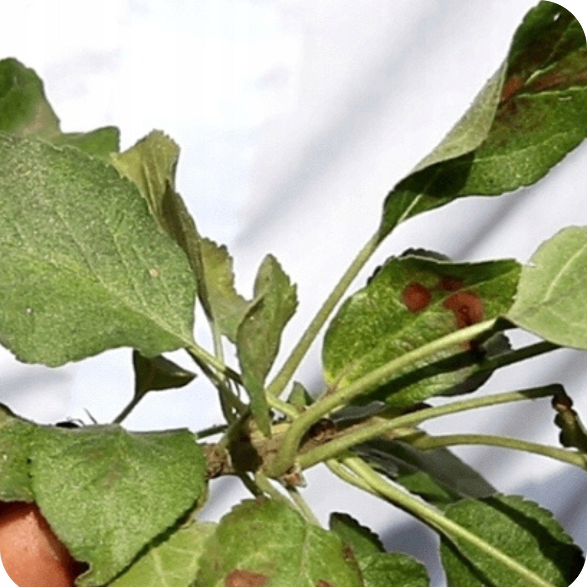 Agent for SPIDER MITES CONTIGOL 90 EC 250ML FRUIT TREES SHRUBS Form liquid