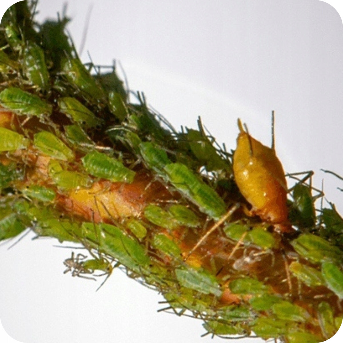 Agent for SPIDER MITES CONTIGOL 90 EC 250ML FRUIT TREES SHRUBS Manufacturer code środek owadobójczy przędziorek na mszyce