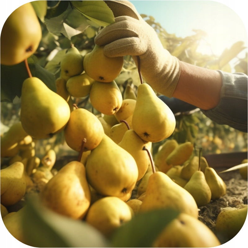 Agent for SPIDER MITES CONTIGOL 90 EC 250ML FRUIT TREES SHRUBS Purpose insecticidal, against insects