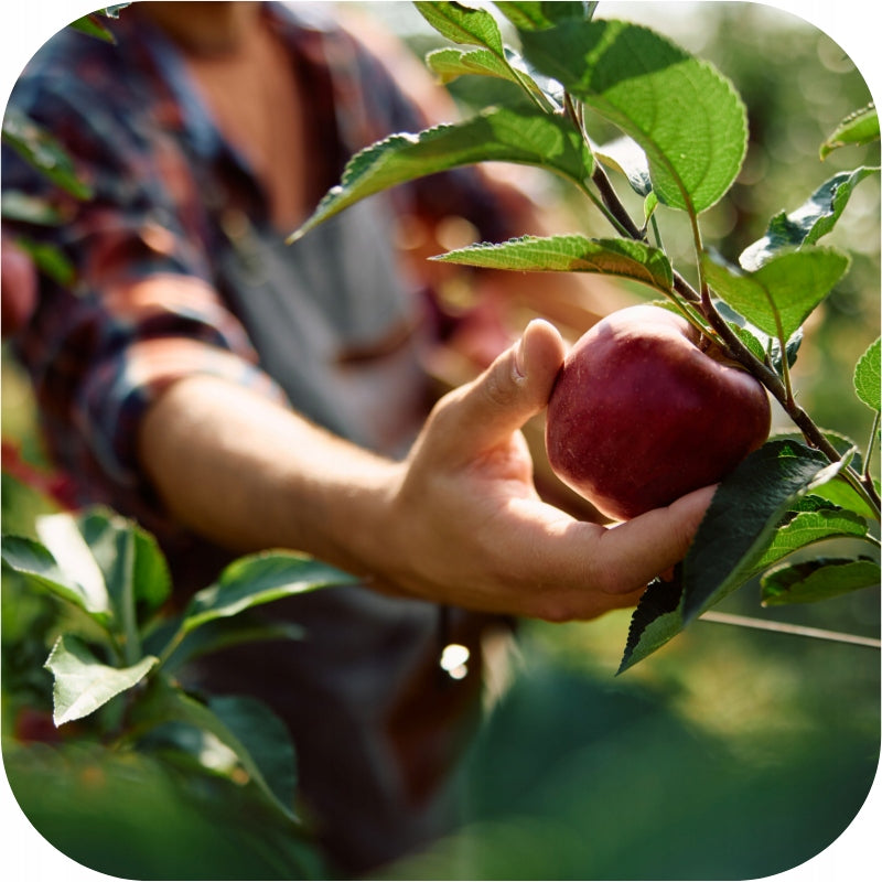 Agent for SPIDER MITES CONTIGOL 90 EC 250ML FRUIT TREES SHRUBS Volume 0.25 l