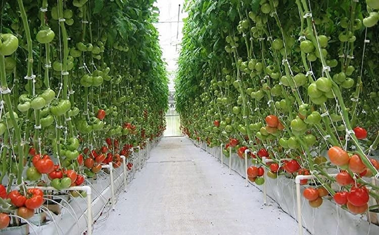 Arches for Grapes Stem Tomatoes Plants 100PCS Product height 3.3 cm