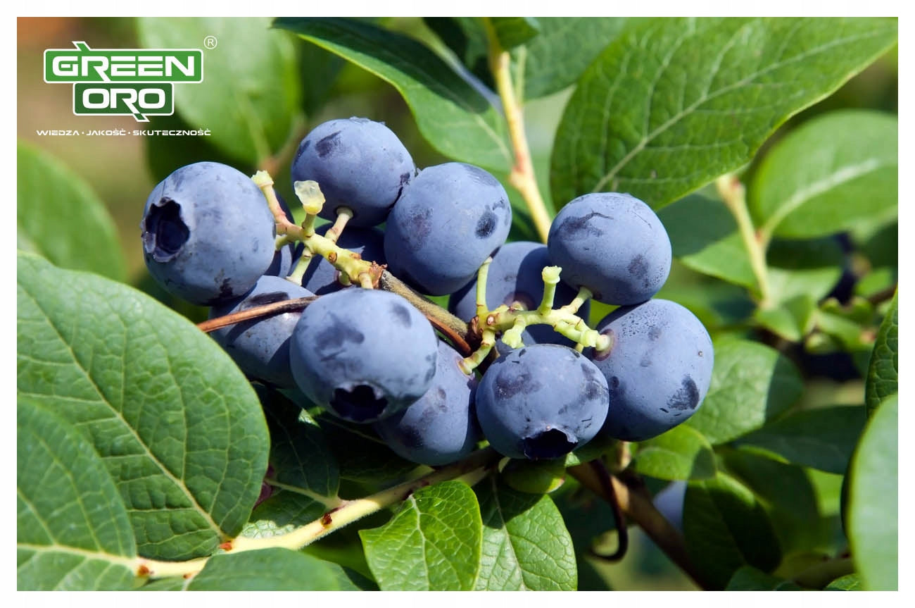 Autumn Fertilizer for Blueberries ACID AKI Long Acting 180 days Manufacturer code Nawóz Jesienny do Borówek Hortensji Acid Aki