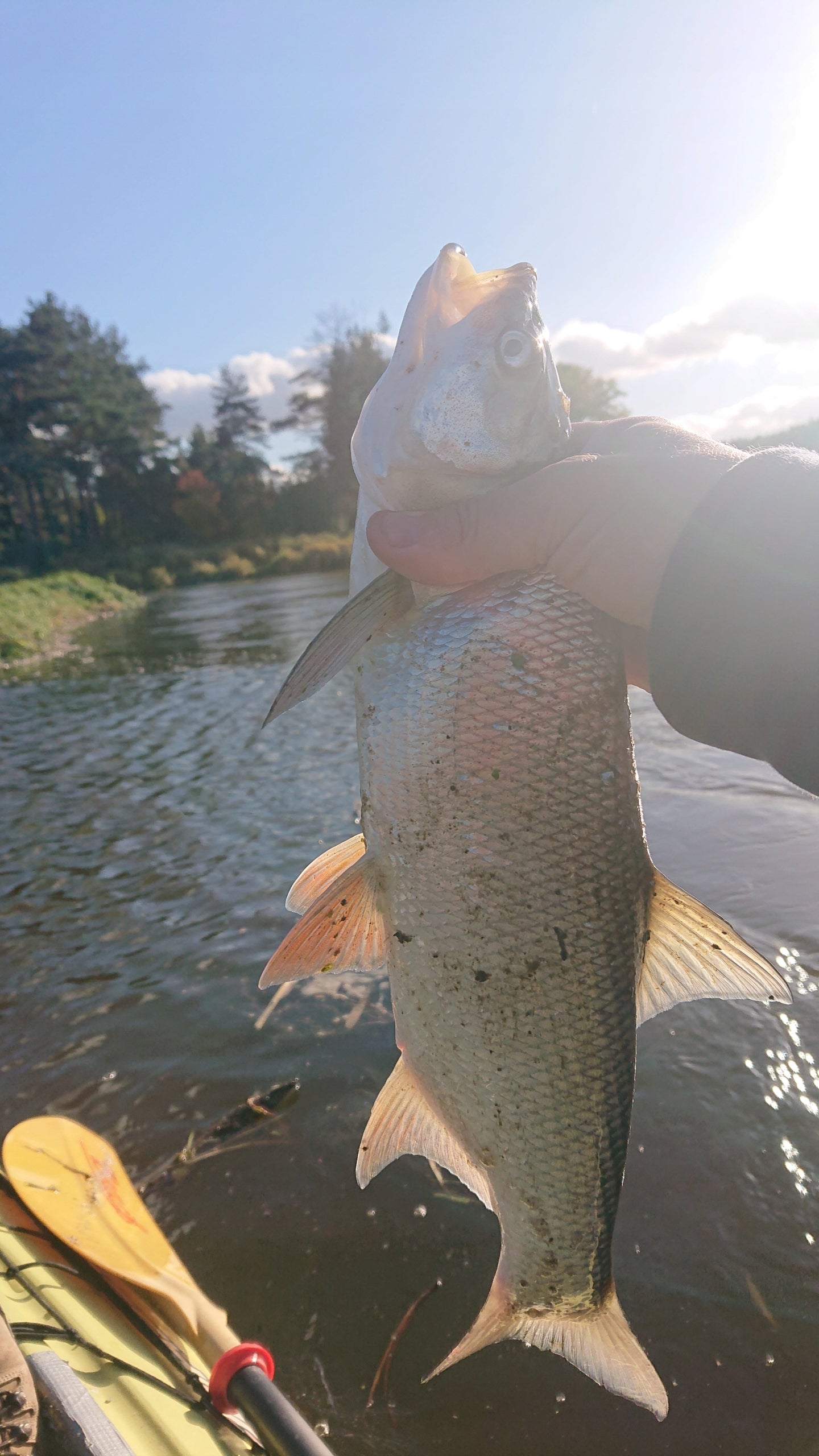 BAIT POPPER FLOPPER PIKE WOBBLER SUM PIKE ZANDER 06 10 CM Depth of submersion 0–1 m