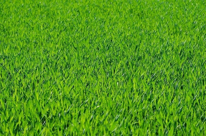 BARFERTILE ECO 14-5-8 (3,5; 17) 20kg GRASS AND LAWN FERTILIZER BARENBRUG Purpose for lawns