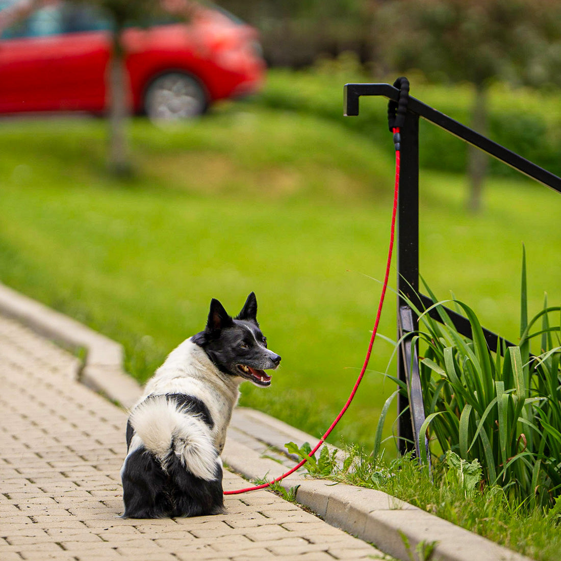 BEHAVIORAL LEASH FOR DOG WITH ANTI-PRESSURE LOCK RAGI 2,2 m, ø 12 mm Color black