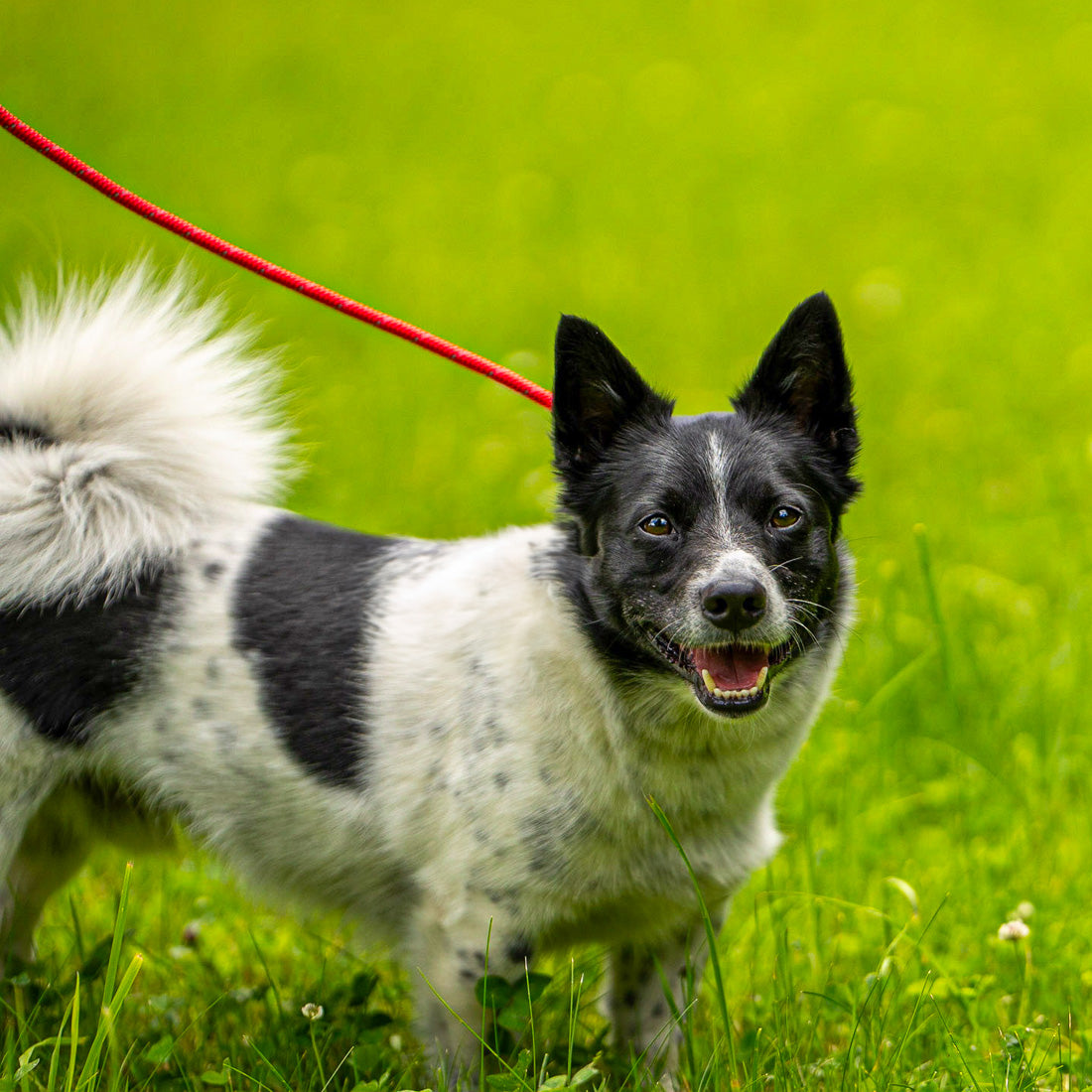 BEHAVIORAL LEASH FOR DOG WITH ANTI-PRESSURE LOCK RAGI 2,2 m, ø 12 mm Maximum leash length 2.2 m