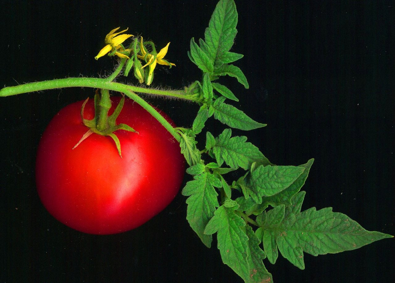 BETOXON 50ml POLLINATION TOMATO BINDING STRAWBERRIES BETOXON Manufacturer Agropak