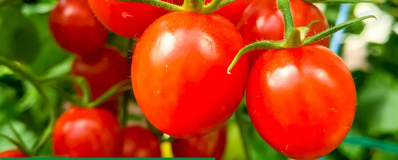 BETOXONE AL AGROPAK 750ML FERTILIZER FOR POLLINATING STRAWBERRY TOMATO FRUIT Manufacturer Agropak