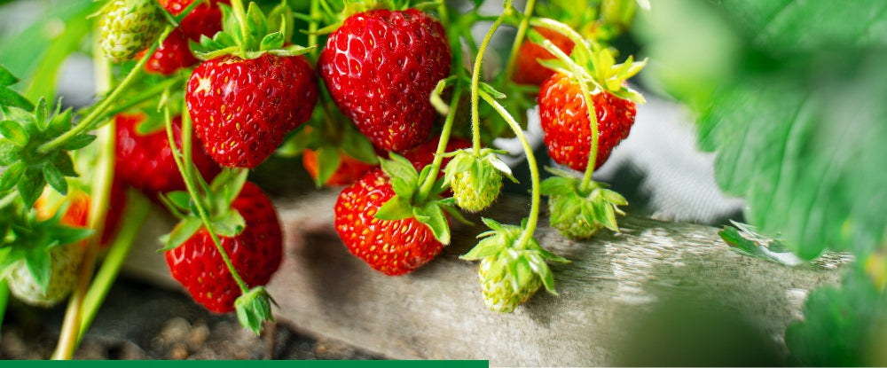 BETOXONE AL AGROPAK 750ML FERTILIZER FOR POLLINATING STRAWBERRY TOMATO FRUIT Manufacturer code 5907734030233