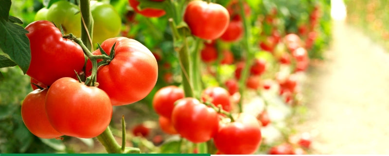 BETOXONE AL AGROPAK 750ML FERTILIZER FOR POLLINATING STRAWBERRY TOMATO FRUIT Packaging status original