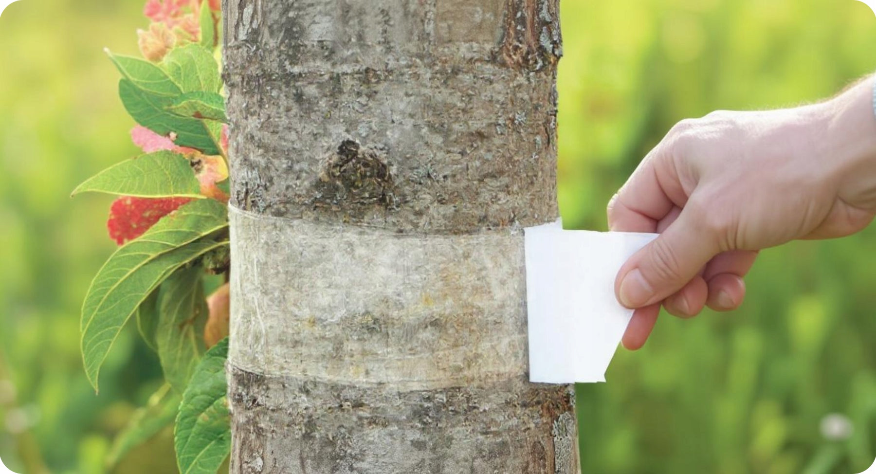BIO PLANTELLA Sticky Trap Sticky Tape for Trees for Insects Aphids 5m Form Other