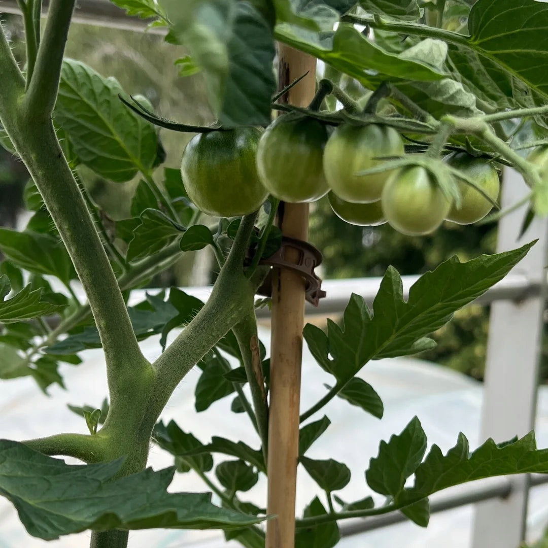 BIO clips clip for fixing plants, tomatoes, cucumbers | Fabryka Rozsady Brand Fabryka Rozsady
