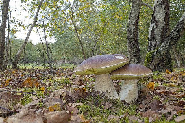BIRCH Mushroom Forest Mushrooms PORCINI Manufacturer code grzybnia Borowik Brzozowy