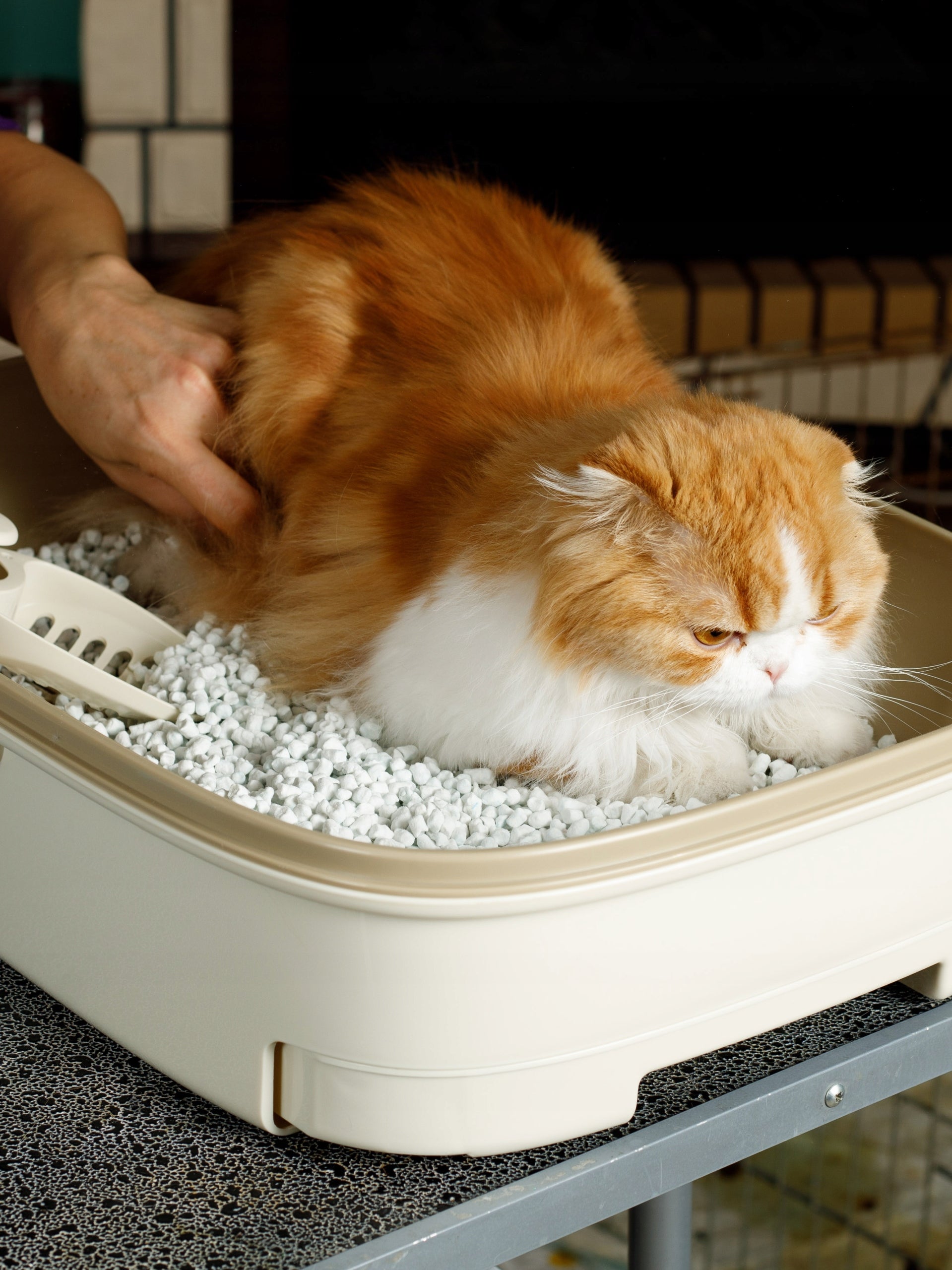 BLUE INDICATOR JAPANESE HYPOALLERGENIC CAT LITTER 7L Kind litter