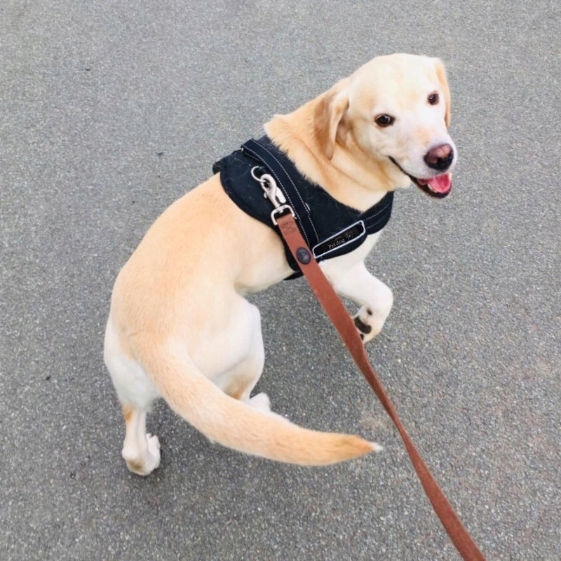 BRACES for dog PRESSURE-FREE SIZE L 67-88cm Type adjustable