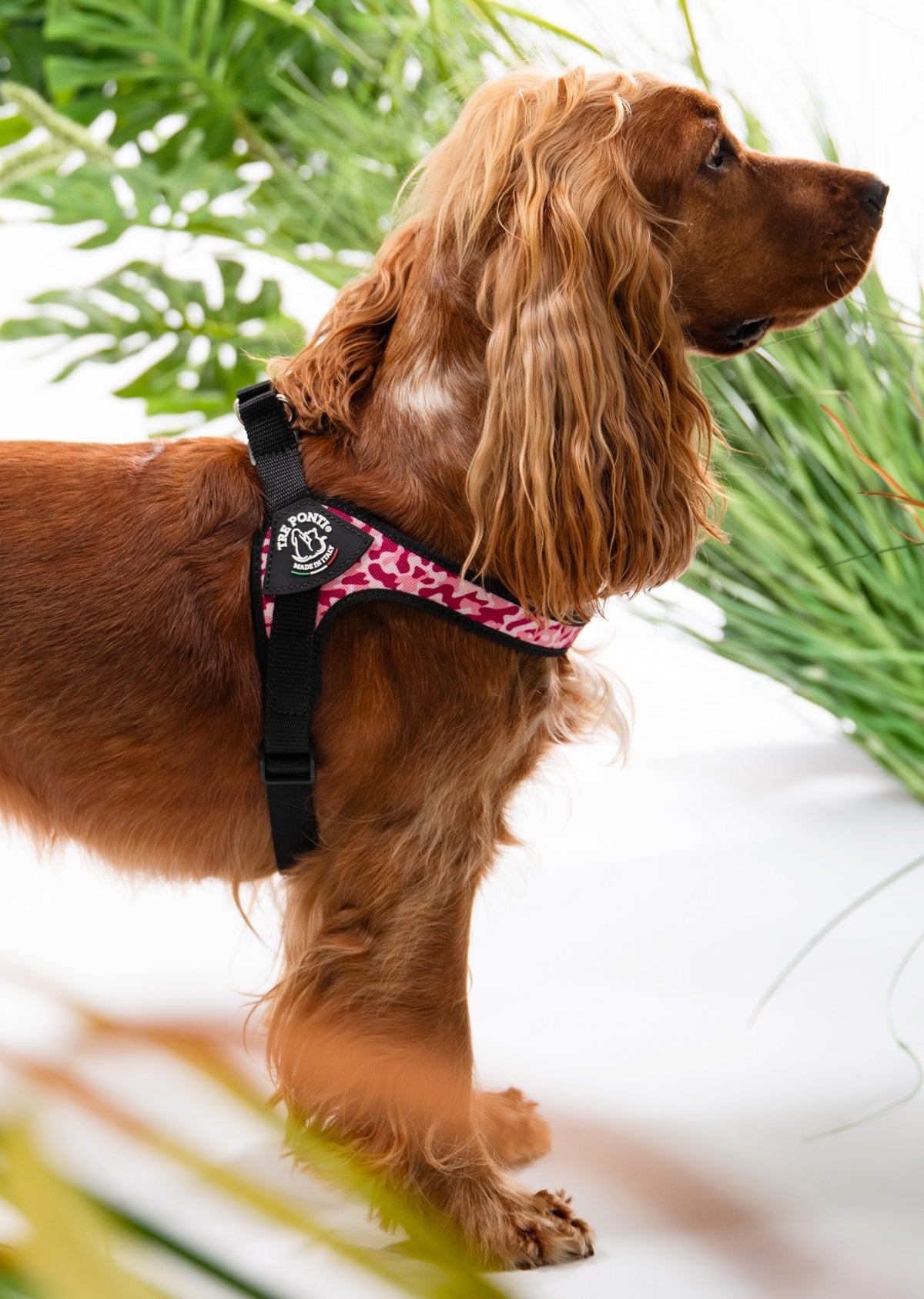 BRACES for dogs French Bulldog 54-69cm TRE PONTI camo pink size. 3,5 Brand Tre Ponti