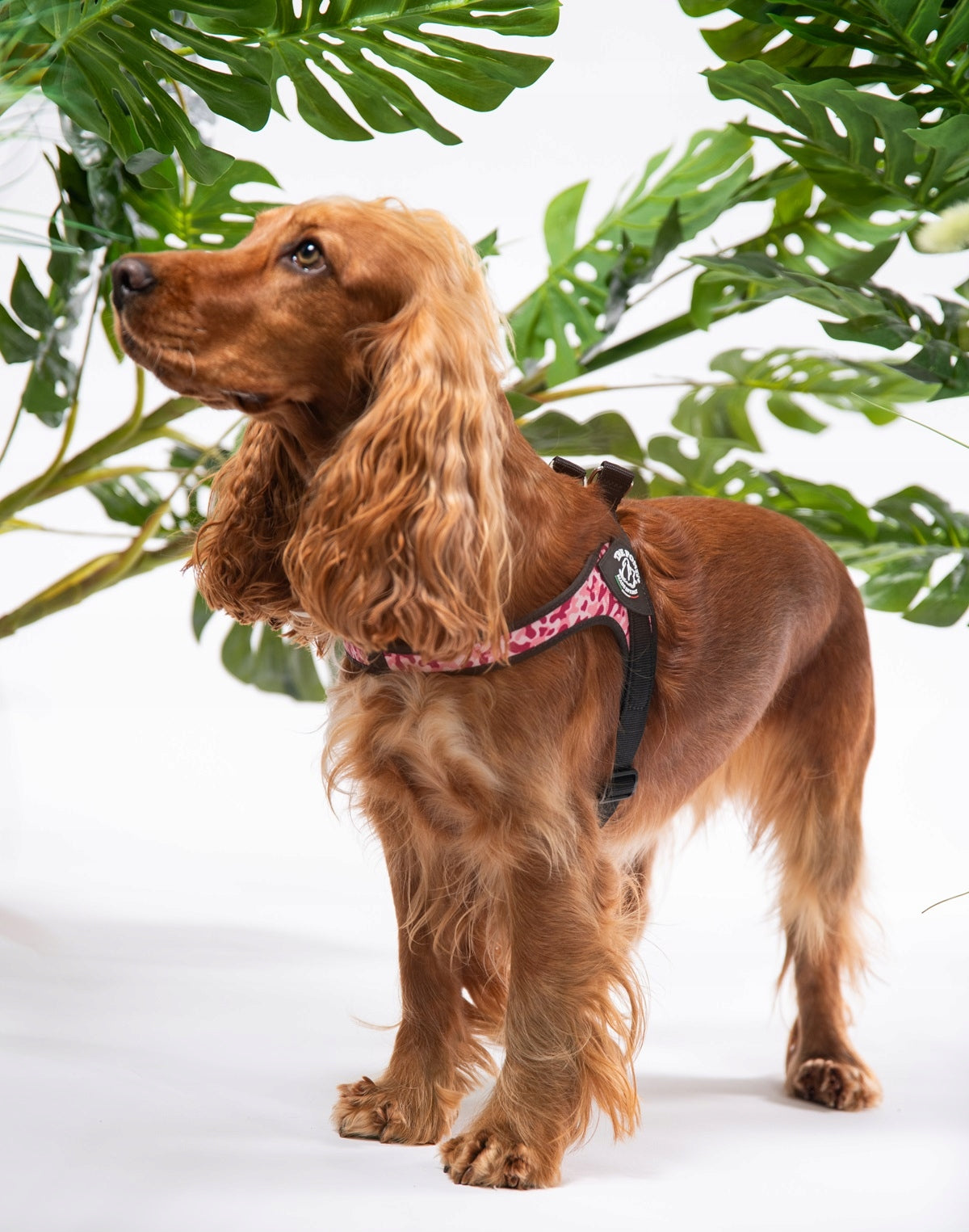 BRACES for dogs French Bulldog 54-69cm TRE PONTI camo pink size. 3,5 Kind walking harness