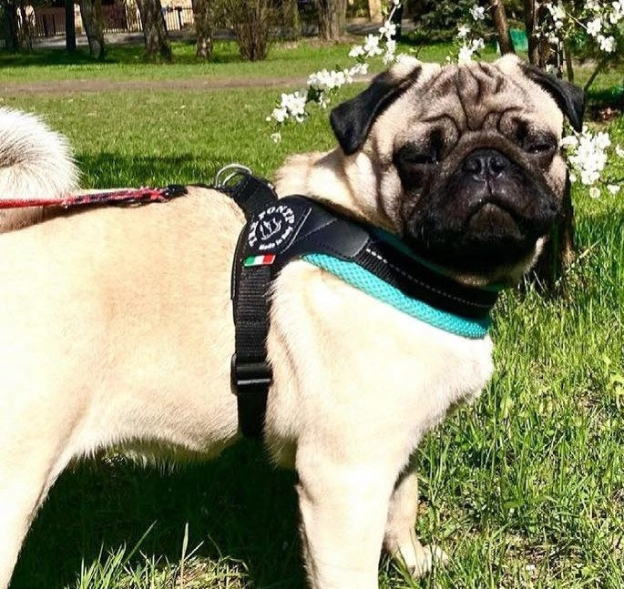BRACES for dogs French Bulldog L 54-69cm TRE PONTI mint PRESSURE-FREE Kind walking harness