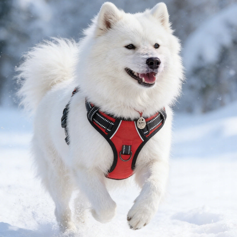BRACES for dogs PRESSURE-FREE red M 38-75cm Manufacturer code Purrtiny7825