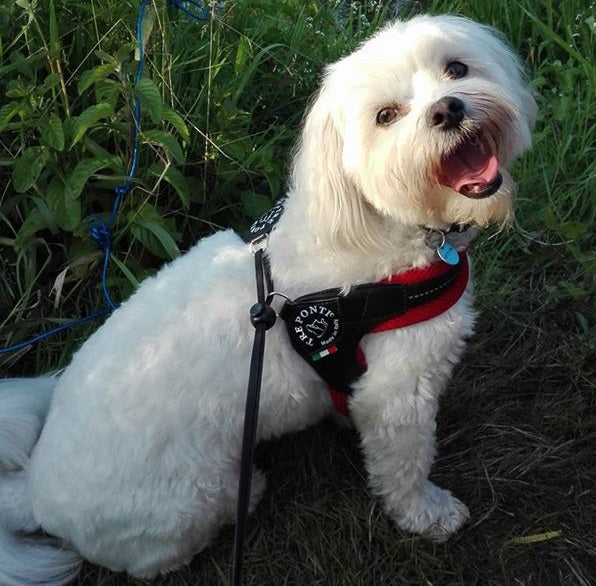 BRACES for mini dog 25-35cm Chihuahua York TRE PONTI red BREATHABLE Kind walking harness